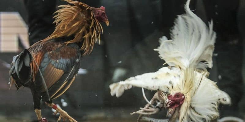 Hình thức đá gà trực tiếp New88 Thomo cực hấp dẫn