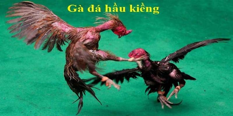 Giới thiệu gà đá hầu kiềng là gì?