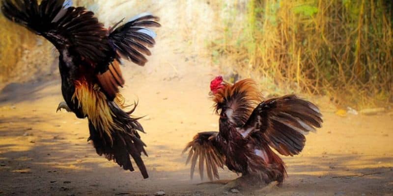 Đòn đá xỏ siêu hiểm hóc