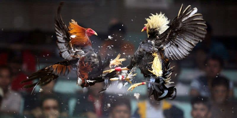 Đặc điểm bên ngoài