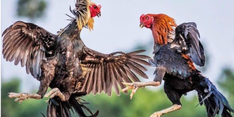 Đòn liên hoàn cước