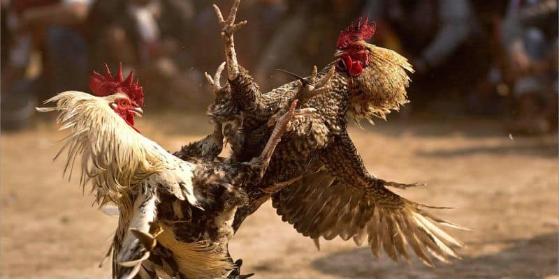 Thế gà đá xạ là gì?