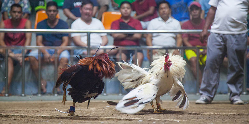Bí quyết cược thắng khi chơi đá gà ở đấu trường Thomo