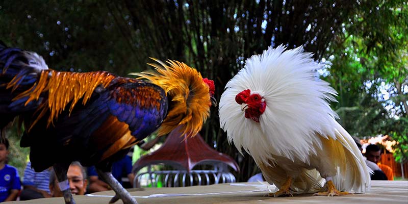 Ưu điểm nổi bật giúp dịch vụ đá gà ở Thomo nổi tiếng